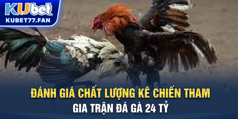 Trận Đá Gà 24 Tỷ - Đại Chiến Phúc Bình Dương vs Mít Trà Cú Đánh giá chất lượng kê chiến ở trận đá gà 24 tỷ