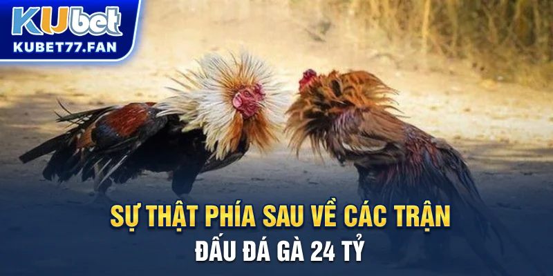 Trận Đá Gà 24 Tỷ - Đại Chiến Phúc Bình Dương vs Mít Trà Cú Tóm tắt diễn biến và kết quả trận đấu đá gà 24 tỷ