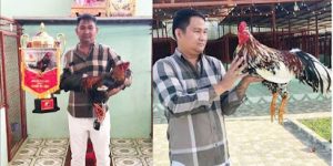 Trận đá gà 24 tỷ - Mít Trà Cú hạ gục Phúc Bình Dương